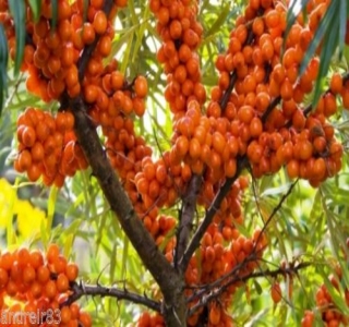 زيارة أخيرة لسدرة المنتهى